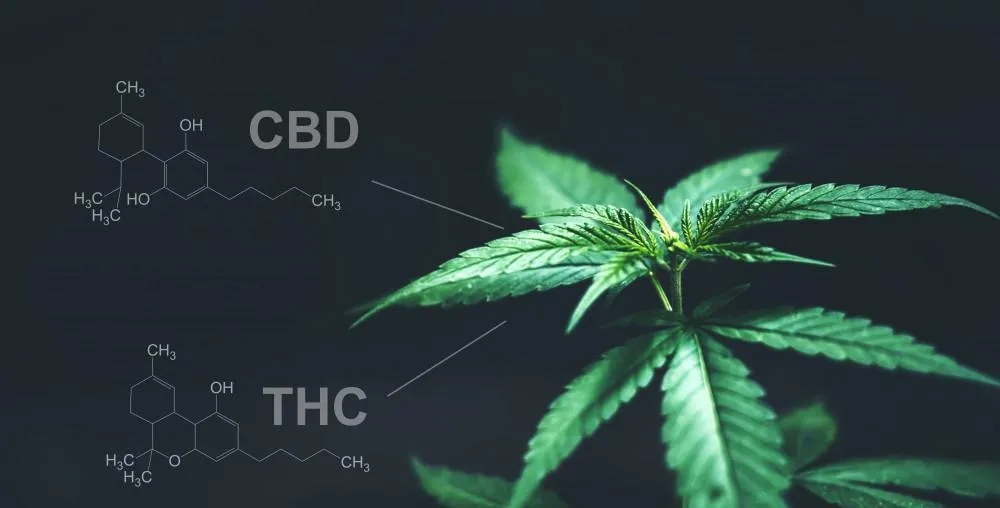 You are currently viewing CBD vs THC: Mi a különbség és az előnyök?