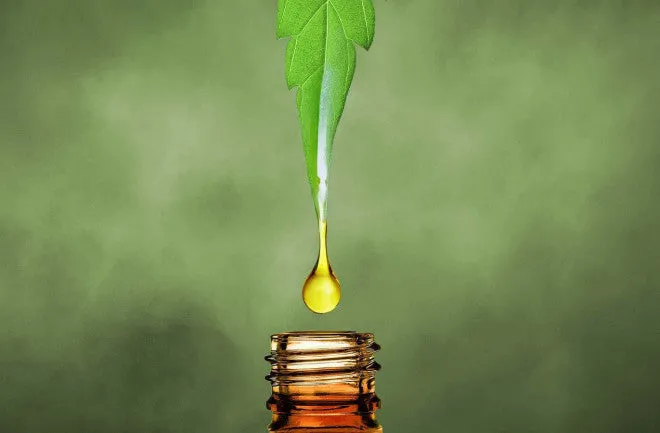Read more about the article Hogyan segíti az egészséget a kannabidiolt tartalmazó CBD olaj?