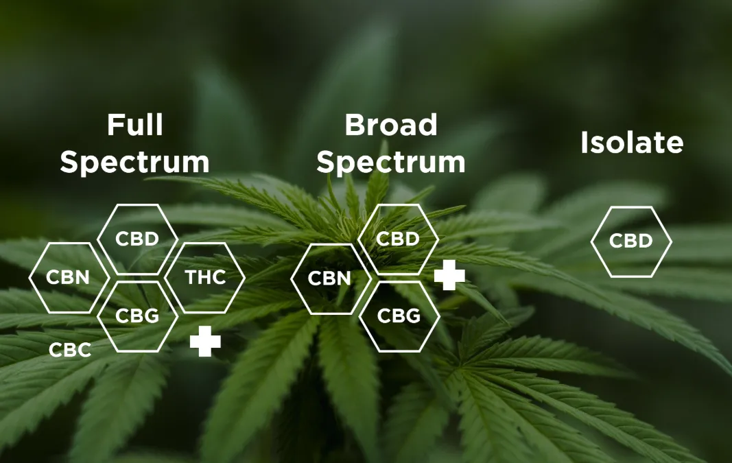 Read more about the article Teljes spektrumú, széles spektrumú és CBD izolátum