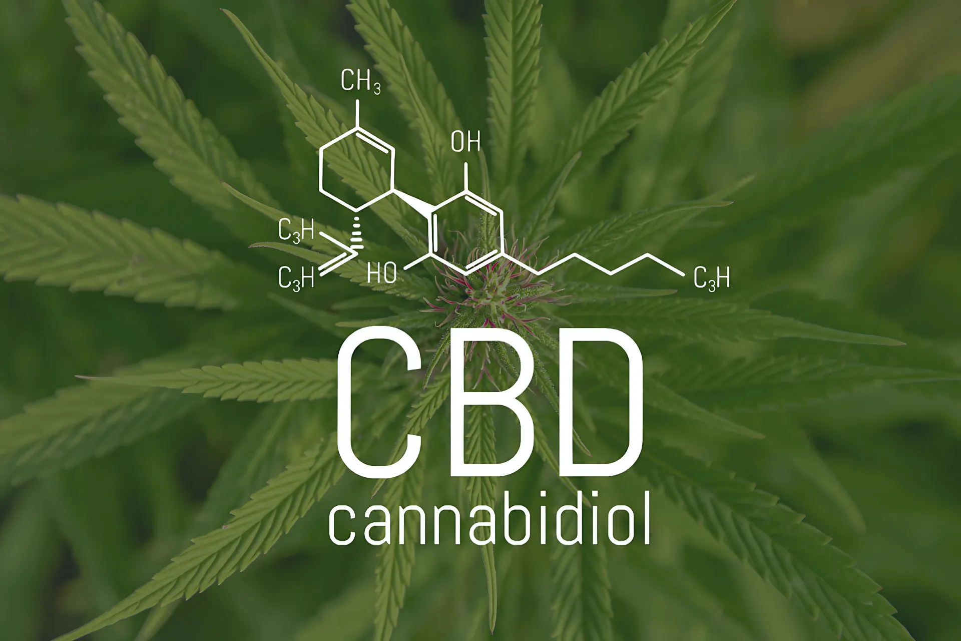 You are currently viewing A CBD előnyei