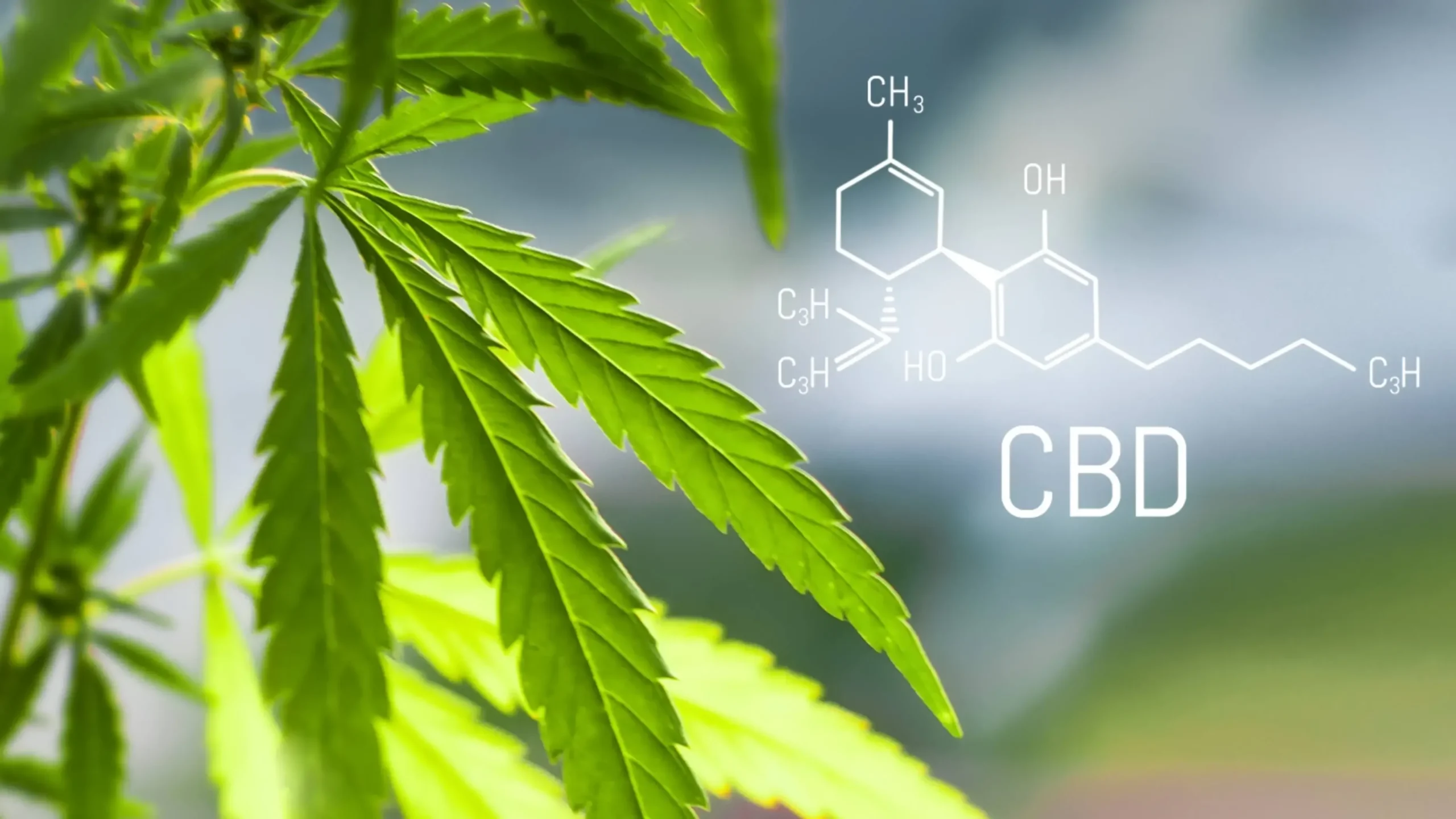 Read more about the article Mi az CBD (kannabidiol)?